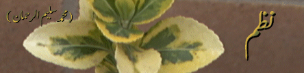 2.gif (33572 bytes)