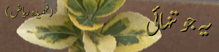 6.gif (34468 bytes)