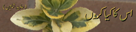 8.gif (34443 bytes)