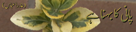 9.gif (34494 bytes)